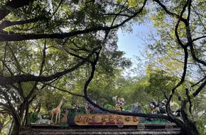 Chimelong Safari Park, Guangzhou - Koala Pavilion