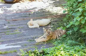 Hundred Tigers Mountain