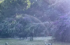 Chimelong Safari Park, Guangzhou - Koala Pavilion