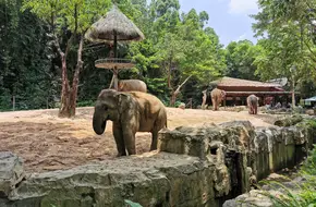 Chimelong Safari Park - Asian Elephant Park