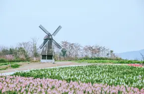 Weiran Flower Sea
