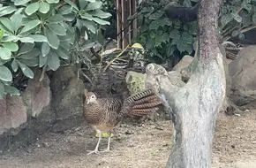 Chimelong Bird Kingdom - Flight Of The Birds