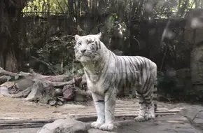 Koala Garden