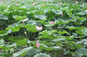 Qingdao Vegetable Science And Technology Demonstration Garden
