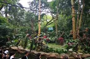 Chimelong Safari Park Guangzhou - Golden Monkey Kingdom