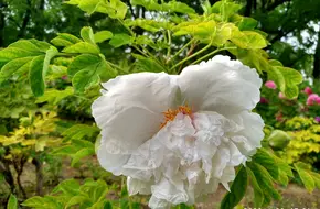Peony Garden