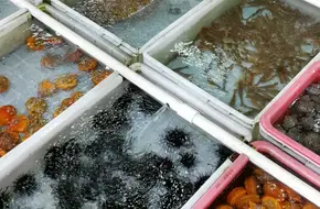 Seafood Street