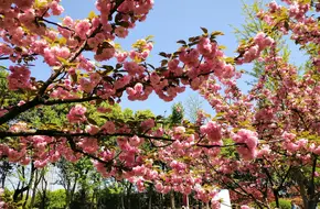 Nanjing Flower Park