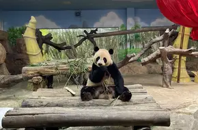 Chimelong Safari Park Giant Panda Center
