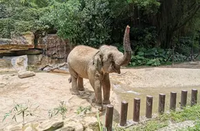 Chimelong Safari Park - Asian Elephant Park