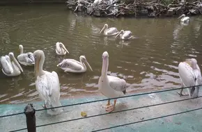 Hundred Birds Flying Song
