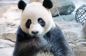 Chimelong Safari Park Panda Paradise