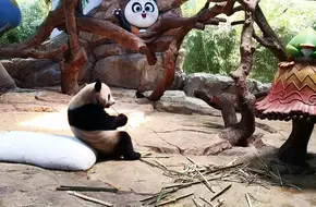 Chimelong Safari Park - Panda Village