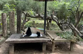 Chimelong Safari Park Giant Panda Center