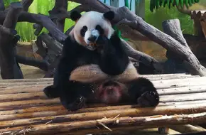 Chimelong Safari Park Panda Paradise