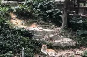 White Tiger Diving
