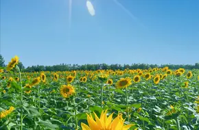 Weiran Flower Sea