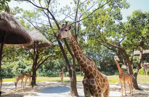 Giraffe Square