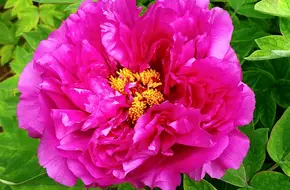 Peony Garden