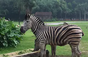 Chimelong Safari Park Self-Driving Area