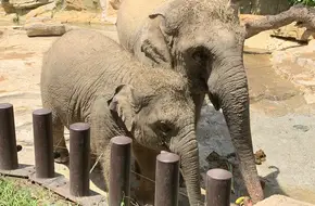 Chimelong Safari Park - Asian Elephant Park