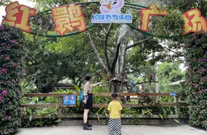 Chimelong Bird Kingdom - Flight Of The Birds