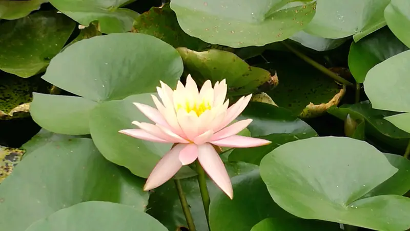 Flower Creek (Haizhu National Wetland Park)