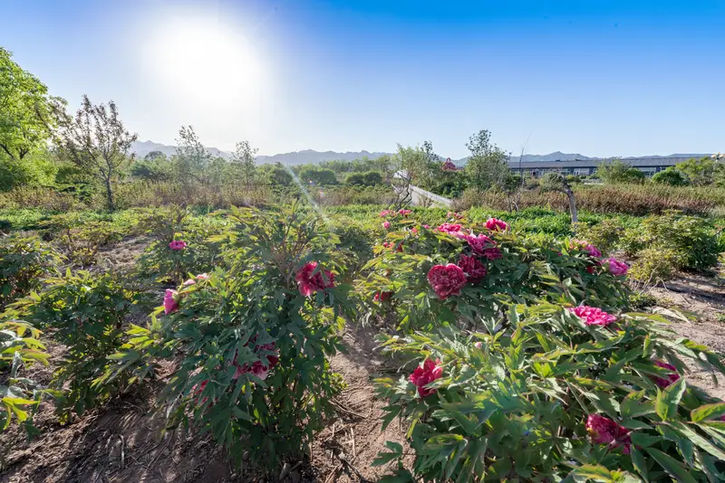 Guizhou Peony Garden