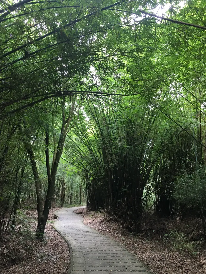 Wooden Boardwalk