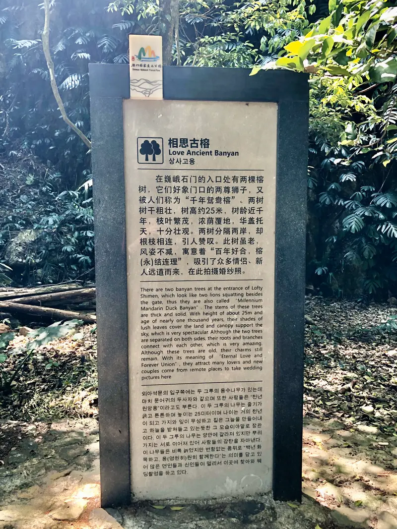 Shimen National Forest Park - Xiangsi Ancient Banyan