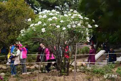Peony Garden