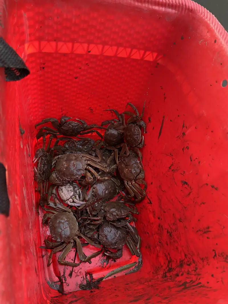 Rice Crab Island