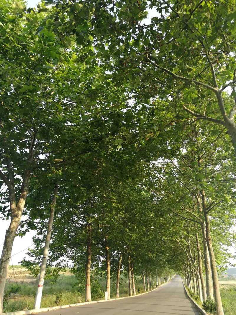 Bao Lake Galloping Horse Park