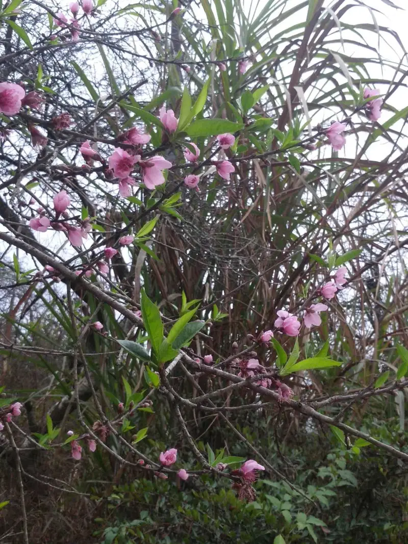 A Po Liu Camellia Valley