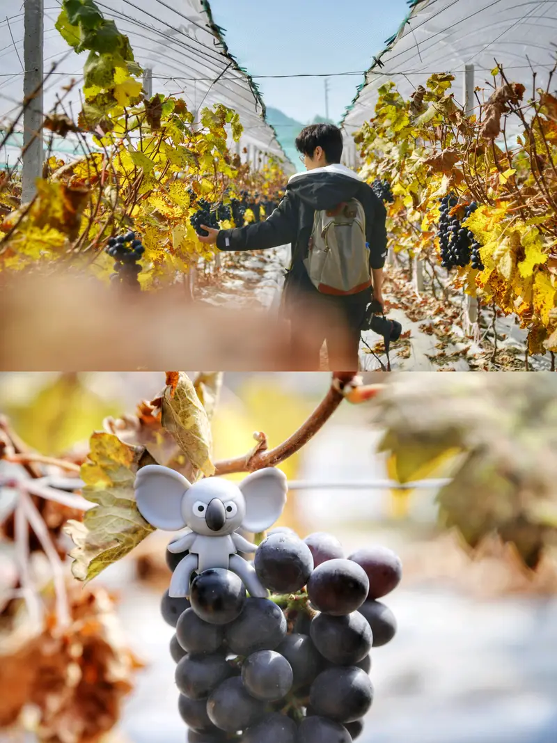 Yaohua Grape Picking Garden