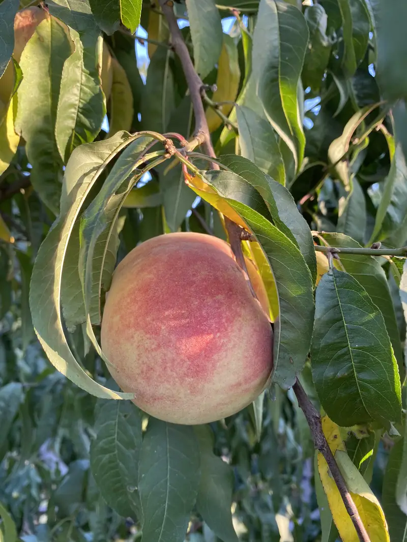 Dingjiawang Fruit Picking