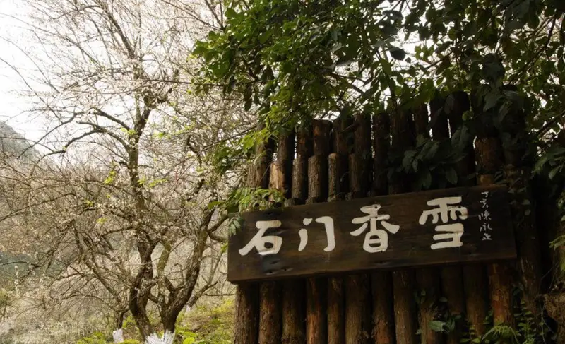 Shimen Fragrant Snow