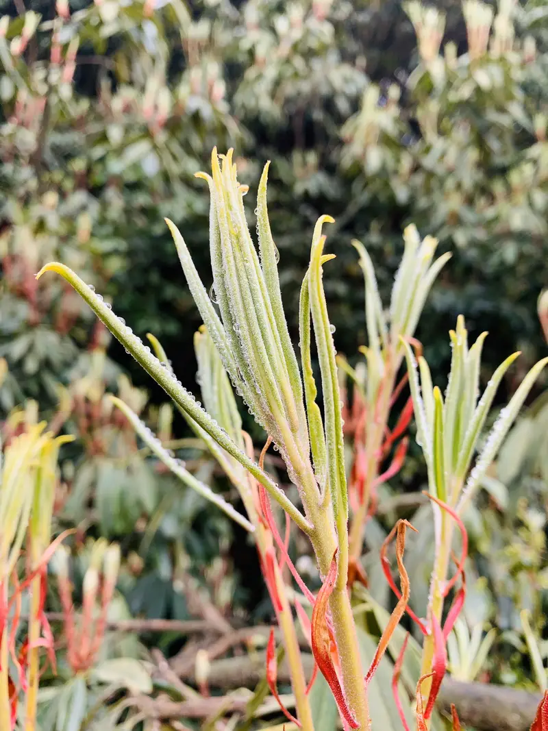 Dazhu Mountain Scenic Area - Rhododendron