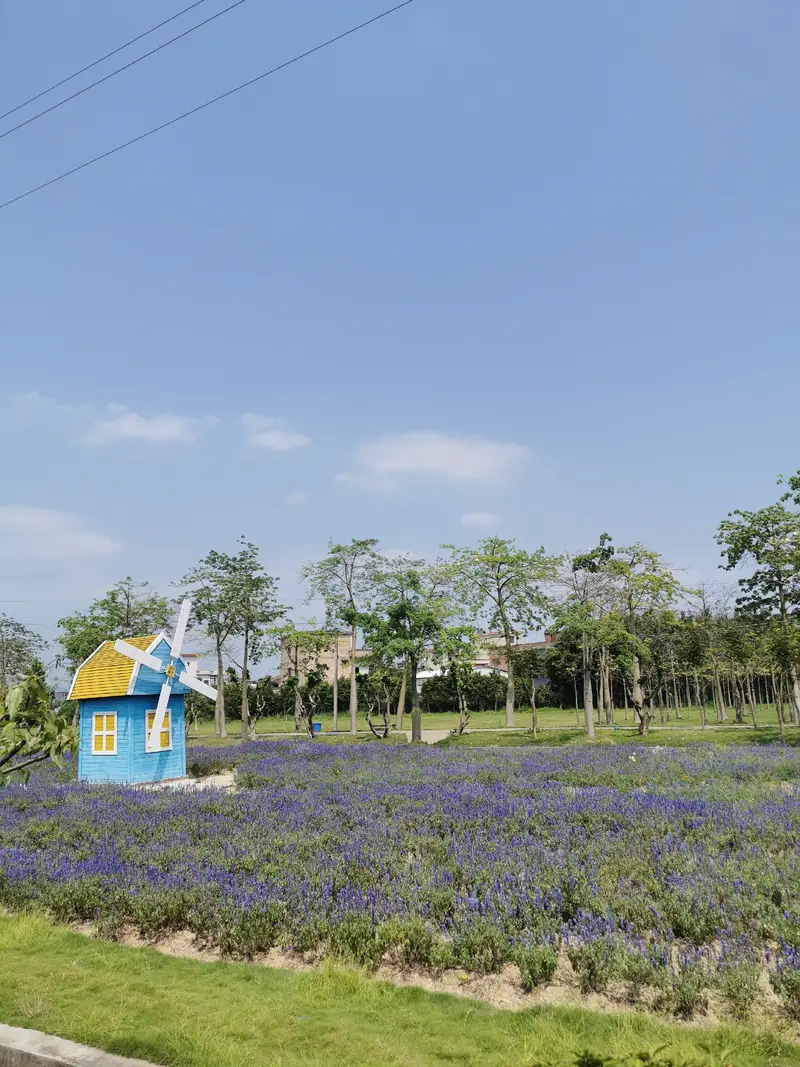Herb World Lavender Garden