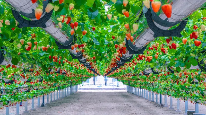 Lvwochuang Aerial Strawberry Garden