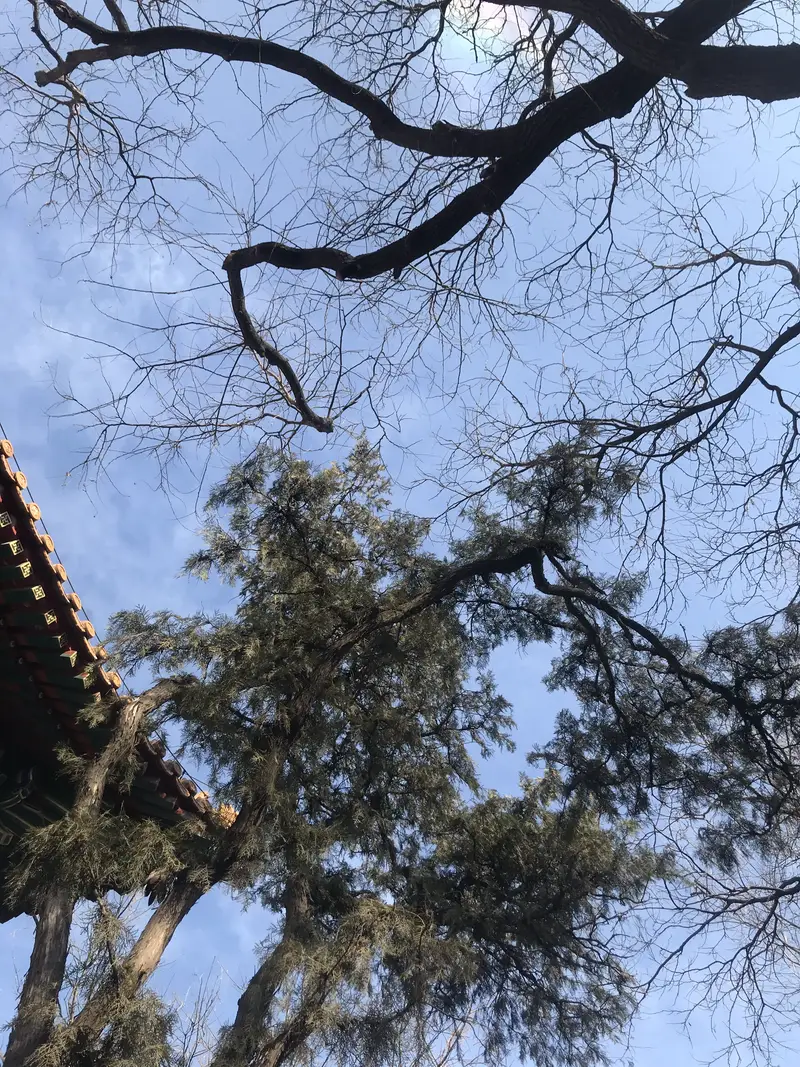 Jetavana Forest
