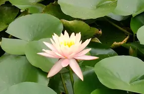 Flower Creek (Haizhu National Wetland Park)