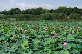 Nansha Wetland Park