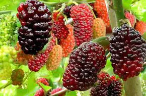 Treasure Mulberry Garden