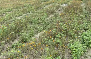 HongShan Village Rapeseed Flower Field