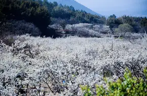Xitou Village