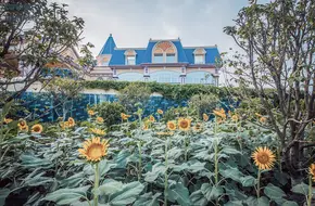 Sunflower Garden