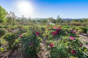 Guizhou Peony Garden