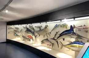 Qingdao Belin Natural History Museum