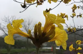 Huaguo Mountain Agricultural And Forestry Technology Co., Ltd.